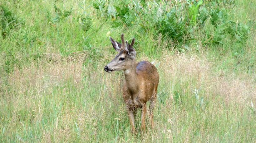 Deer merging in grass