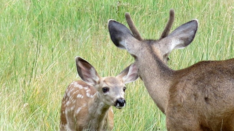 Mother and Fawn