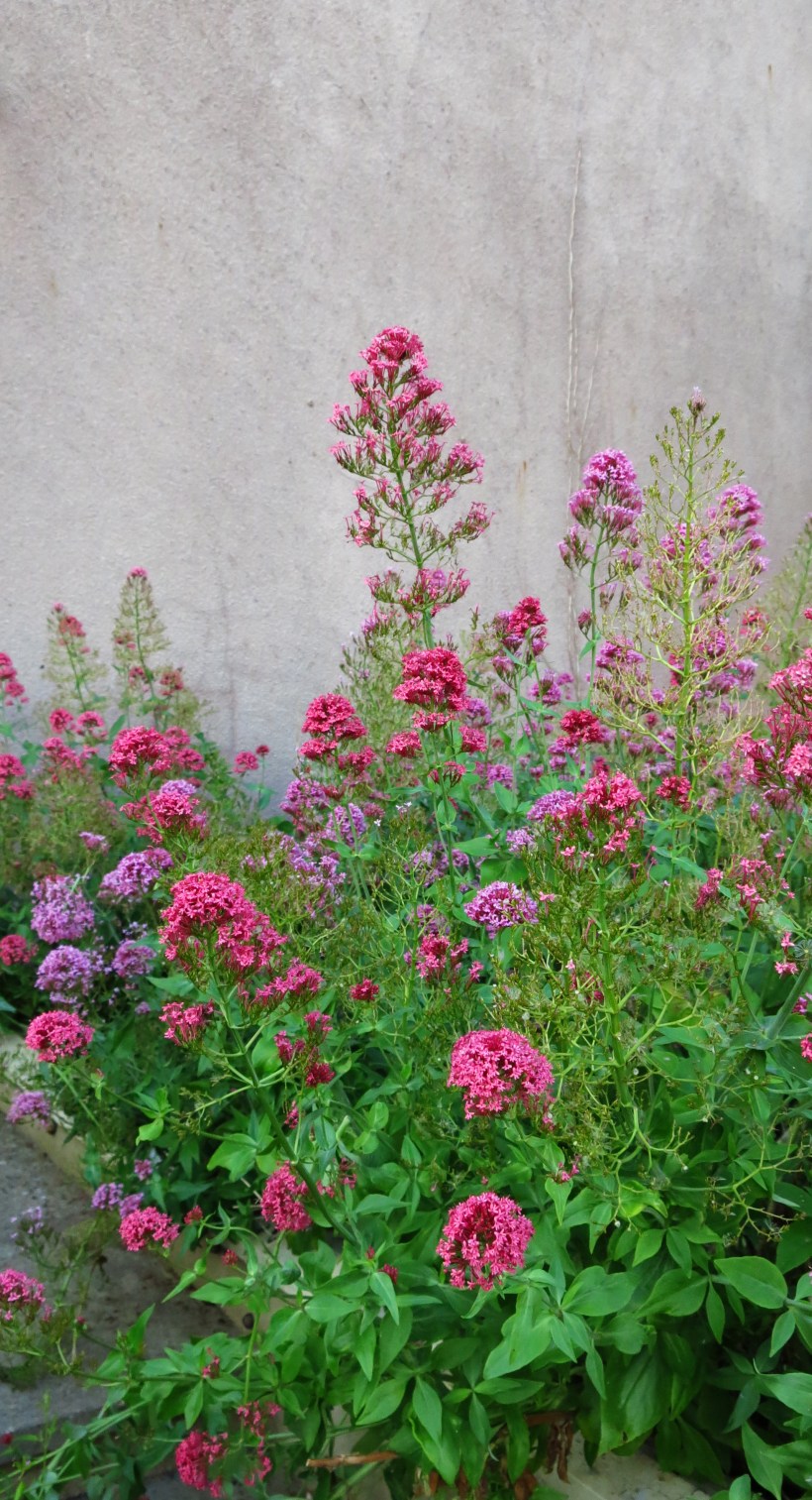 Wildflower Garden Windmill HIll