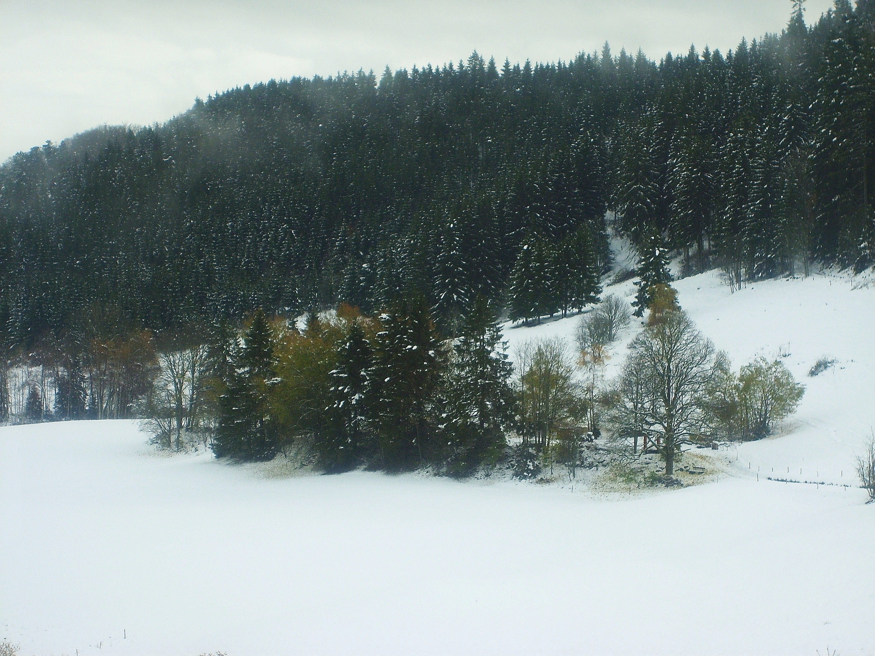 Black Forest Snow Sttorm