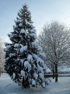 Winter Trees in Wales
