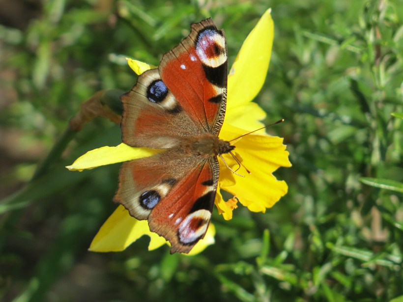 Admiral and daffodil