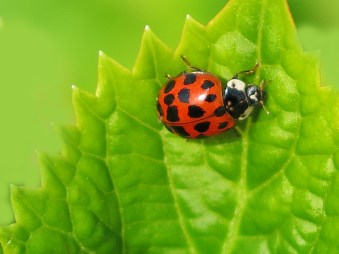 Ladybird