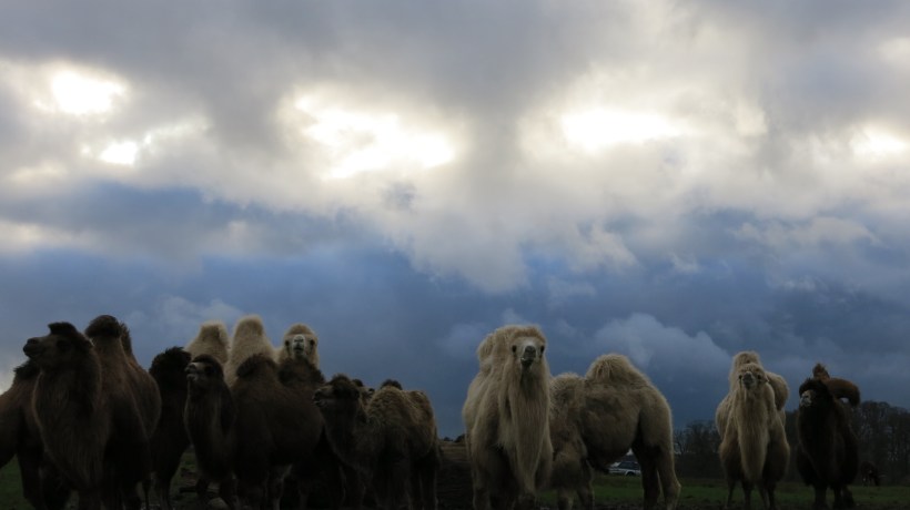 Christmas Camel train 1