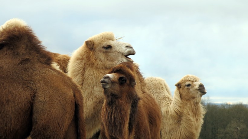 Christmas Camel Concert