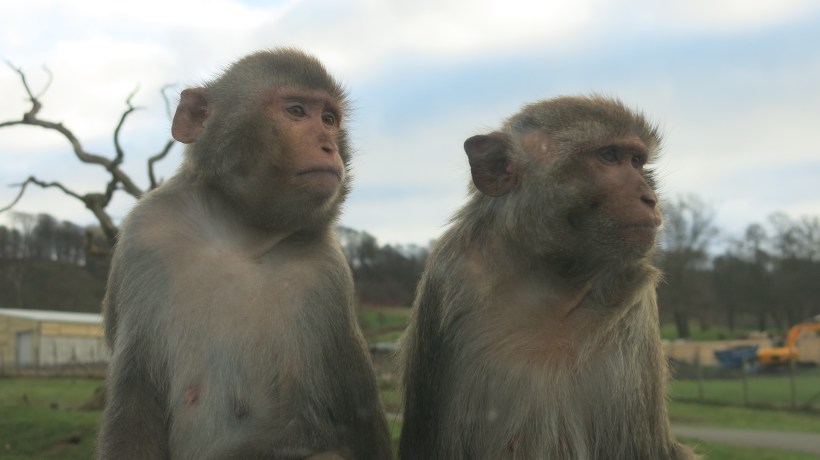 Winter Safari-Monkeys