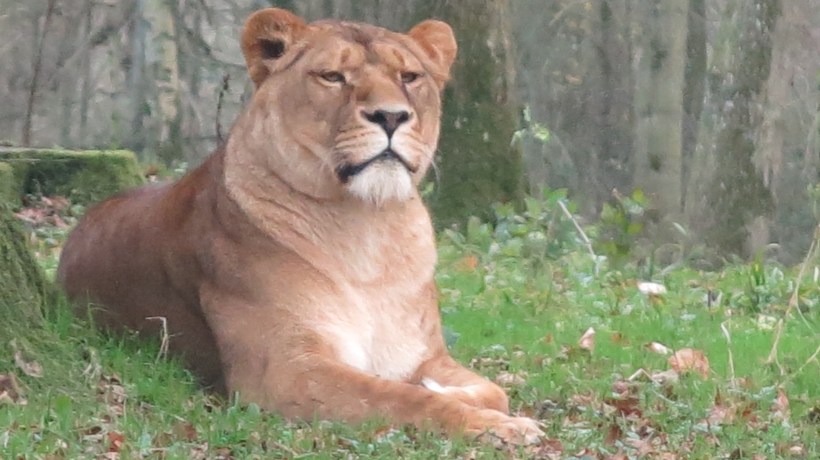 Winter Safari-Lioness