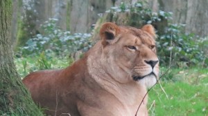 Winter Safari-Lioness  