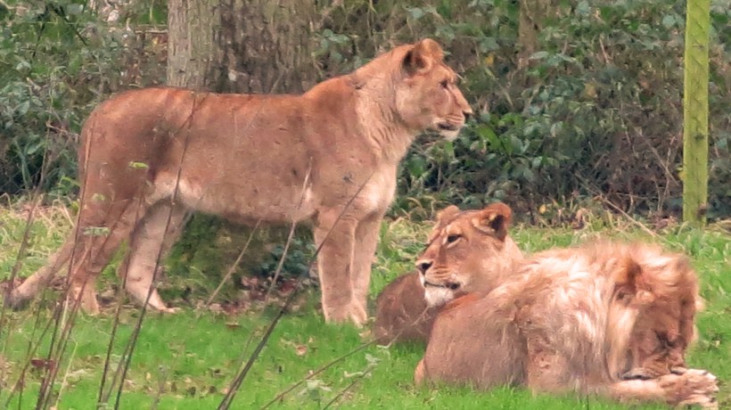 Winter Safari-Lions