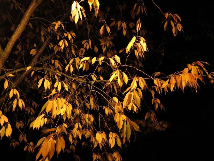 Copper Beech by Night