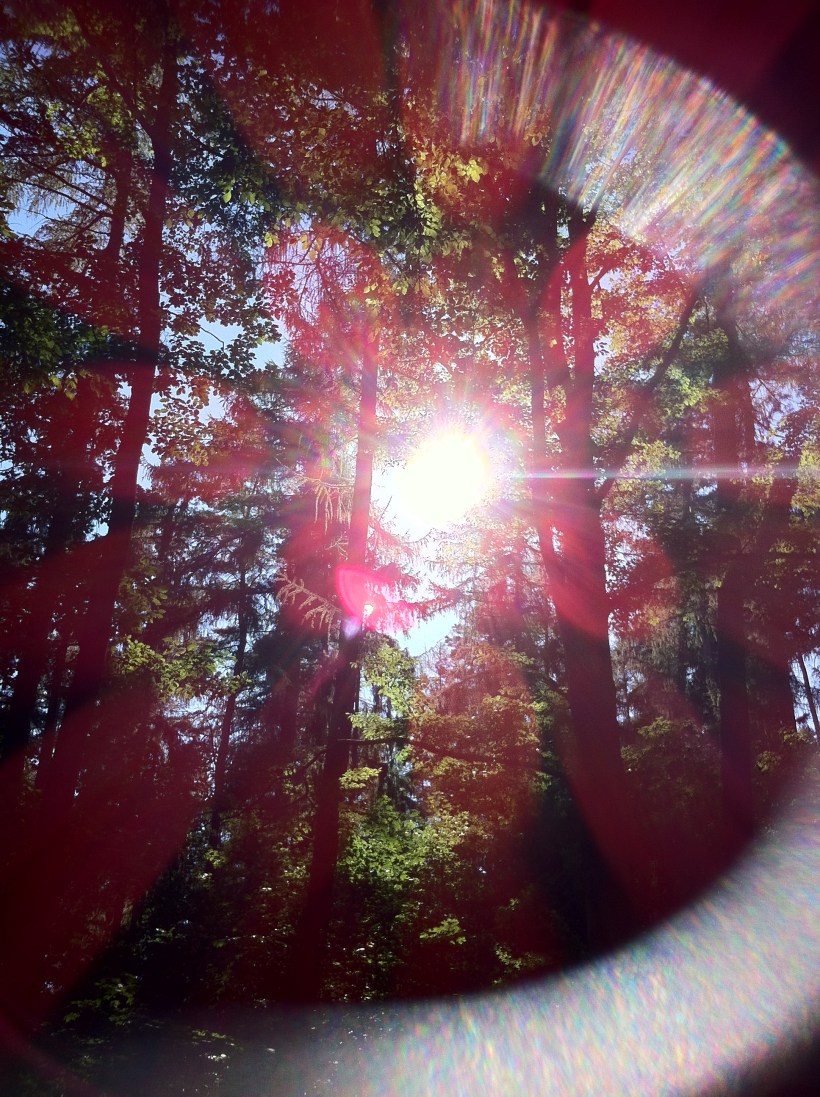 Eye Through the Forest