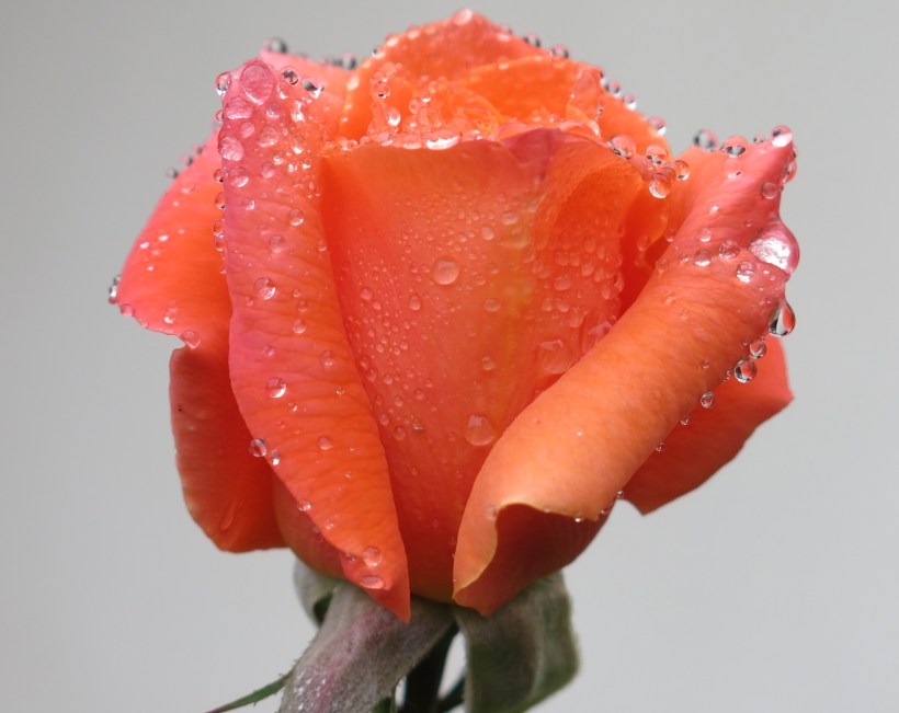 Rose Dew