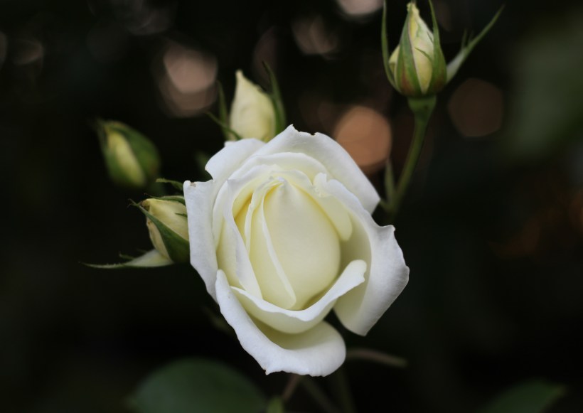 White Rose