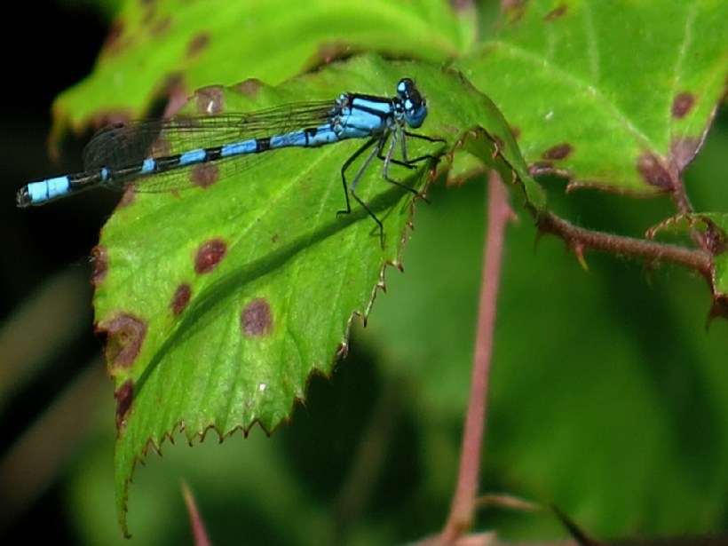 Damselfly