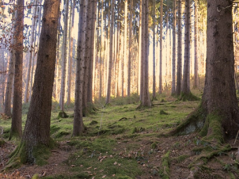 Forest in Germany