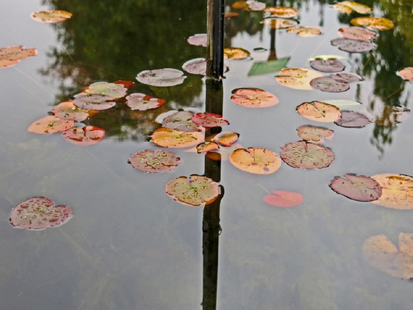 'Reflections'-Botanical Gardens Bristol