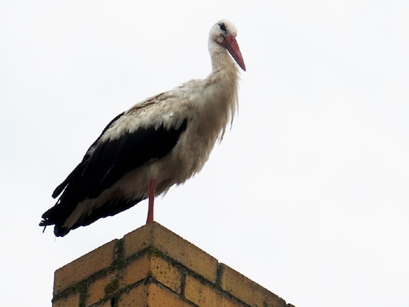 Stork on the Chimmney