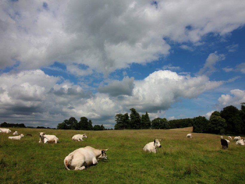 Welsh White Cows