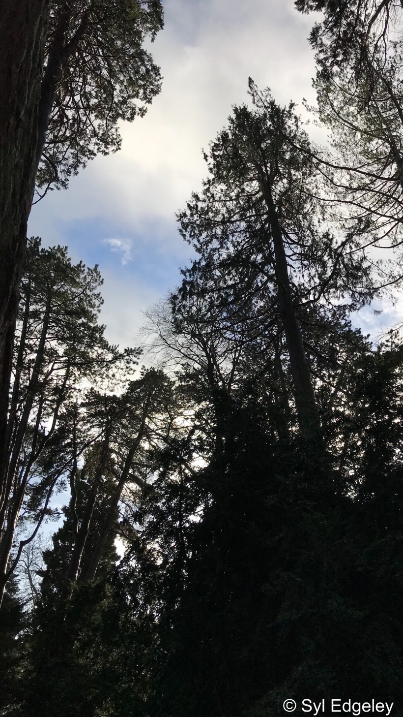 TreeTops in Silhouette