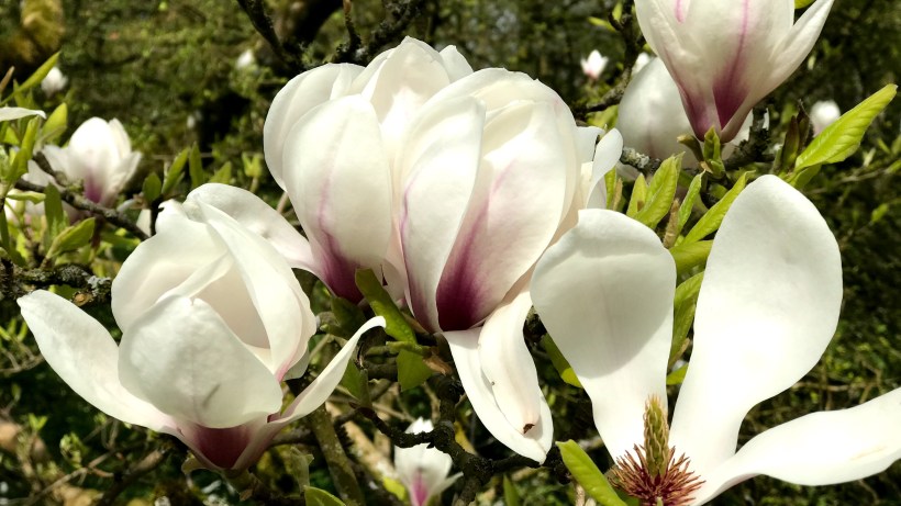 Magnolia Blooms